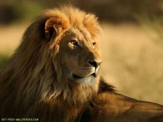 The Lion King Wallpaper