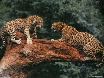 Cat Fight Wild Animals Wallpaper