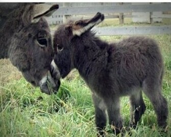 Donkey Family Donkeys Wallpaper