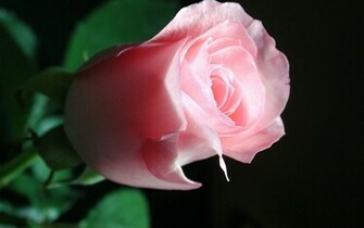 3d Rose Wallpaper HD Desktop Background