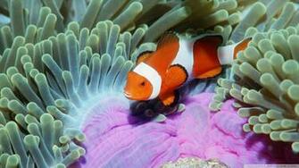 In Sea Anemone Similan Islands Andaman Thailand Wallpaper