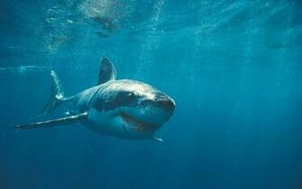 Tag Sharks Desktop Wallpaper Background Photos Pictures And