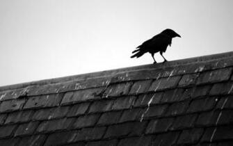 And White Birds Animals Rooftops Black Bird Raven Wallpaper Background