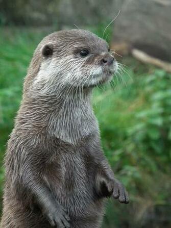 Cute Otter By Ninjalaura