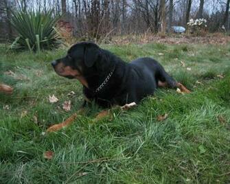 Rottweiler Wallpaper Pictures Breed Information