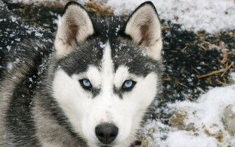 Siberian Wolf Wallpaper HD