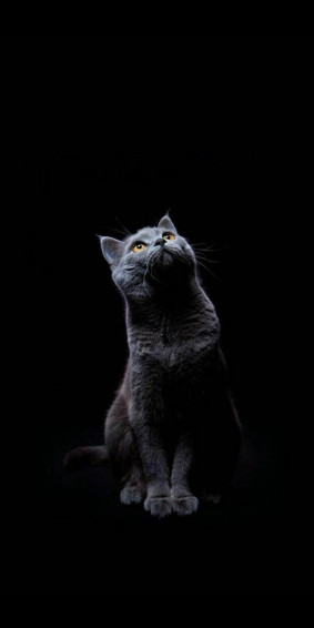 Black Cat R iPhonewallpaper