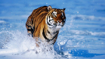 Tiger iPhone Wallpaper