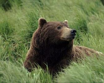 Black Bear HD Wallpaper
