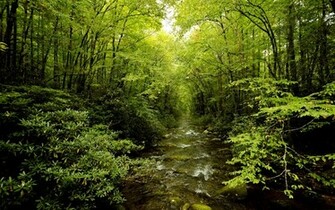 Forest HD Wallpaper Pictures Image Gallery