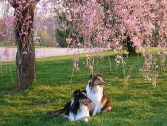 Beautiful And Dashing Spring Season Wallpaper In HD HDhut