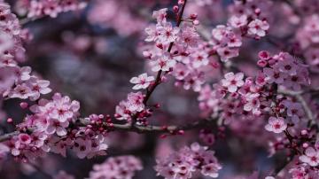 Plum Blossom Wallpaper For Tech