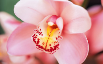 Orchids Wallpaper