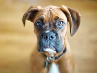 Wallpaper Boxer Dog