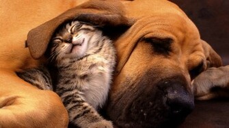 Funny Best Friend Animal HD Wallpaper Wallpaper55