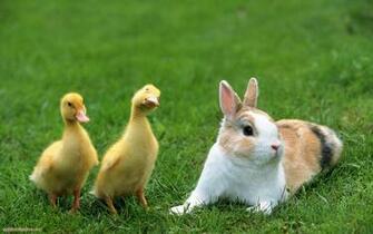 Beautiful Rabbits Wallpaper For Desktop HD