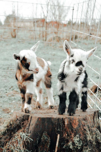 Aesthetic Animals Wallpaper