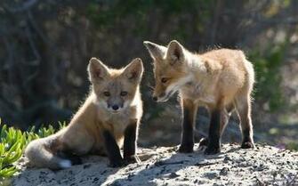 Baby Fox Wallpaper Cubs Animals Nature Collection