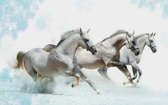 White Horse Wallpaper Beautiful Desktop