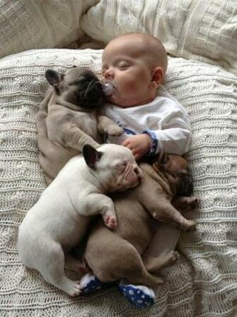 Black French Bulldog Puppies Wallpaper