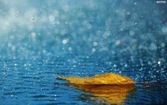 Leaf Rain Wallpaper HD
