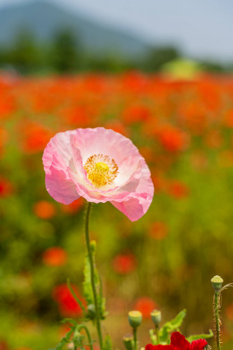 Flower Android Wallpaper