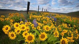 Sunflower Field Wallpaper