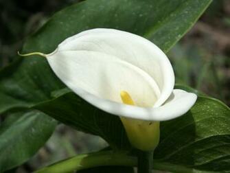 White Lily Flowers Wallpaper