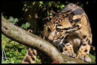 Clouded Leopard Photos Wallpaper The Fun Bank