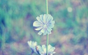 Light Blue Flower Wallpaper Stock Photos