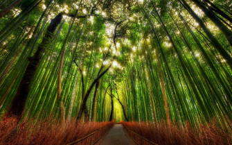 Desktop Bamboo HD Wallpaper