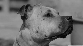 Black White Dog Wallpaper
