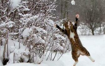 Winter Snow Cats Animals Funny Wallpaper HD