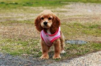 Amazing Cocker Spaniel Puppy HD Wallpaper