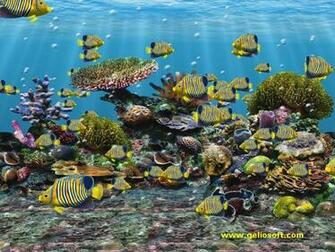 3d Screensaver And Wallpaper With Regal Angel Fish