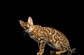 Bengal Cat Wallpaper Background