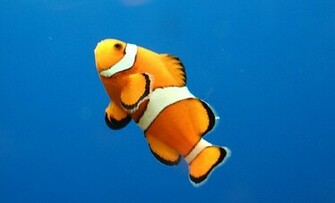 Clownfish On Blue Originally Uploaded By Lindsay Beyerstein