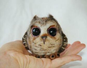 Baby Owl Wallpaper Pictures Hawaiidermatology Cute