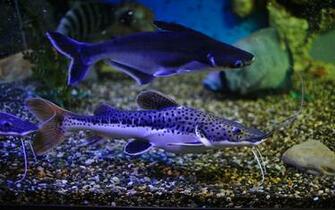 Image Wallpaper Pictures A Sea Aquarium