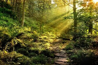 Forest Wallpaper