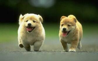 Puppies Desktop Wallpaper Background