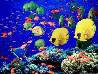 Marine Life Sea Wallpaper