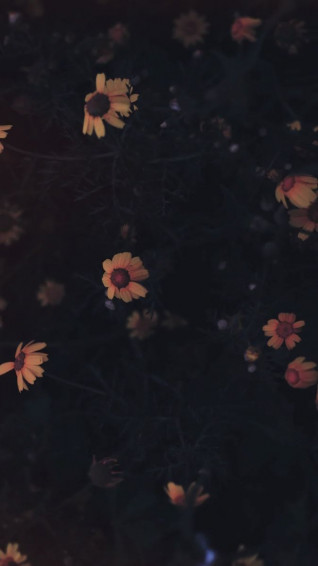 Dark Flower Aesthetic Wallpaper Home With Two