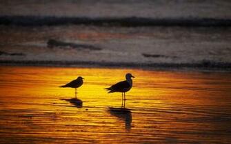 Wallpaper Beach Sunset HD Background Desktop