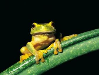 Frog Wallpaper Frogs Image And Animal Desktop Background
