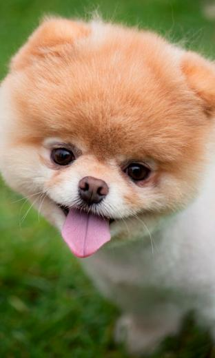 Boo Wallpaper App For Android
