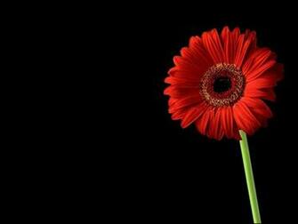 Red On Black Gerbera Flower Wallpaper Wallpaperlepi