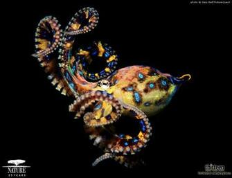 Blue Ring Octopus Wallpaper Image Pictures Becuo