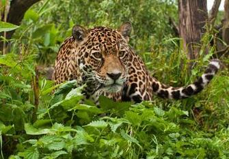 Jaguar Computer Wallpaper Desktop Background Id