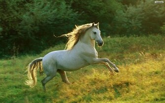 Wild Horse Desktop Background Bwalles Gallery